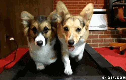 跑步机上两只狗狗图片