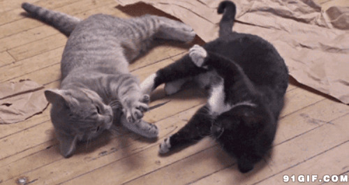 两只猫咪地板玩耍图片