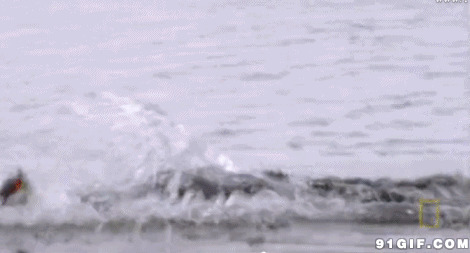 海豹捕食水鸭动态图片