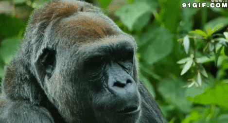 大猩猩高清动态图片