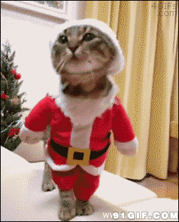 猫猫恶搞穿上圣诞衣图片:猫猫