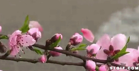 桃花落下花瓣图片:桃花,花朵
