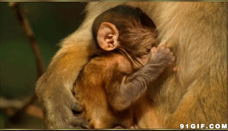 小猴子吃奶动态图片