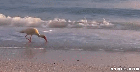 海边觅食的海鸟图片:海边