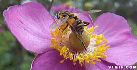 蜜蜂花上采蜜动态图片
