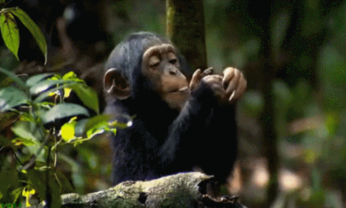 猩猩的幸福生活图片