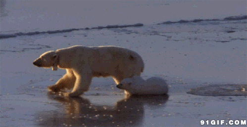 北极熊母子动态图片