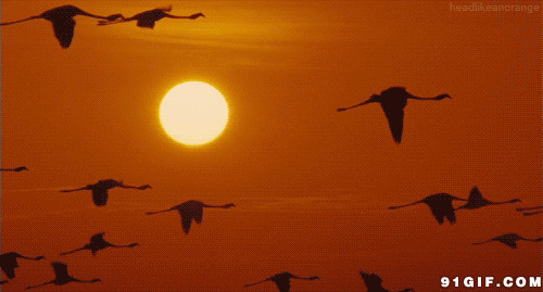 黄昏飞舞的大雁动态图片:大雁