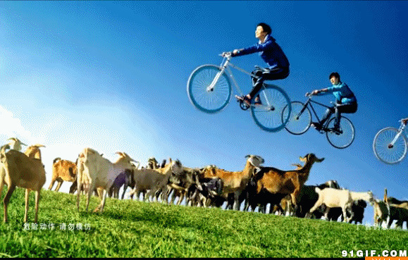 骑车冲羊群图片