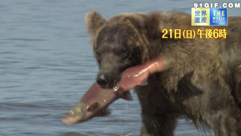 狗熊抓鱼图片:狗熊