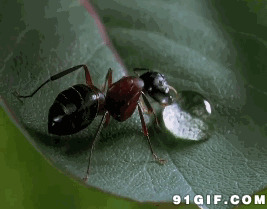蚂蚁喝露水图片