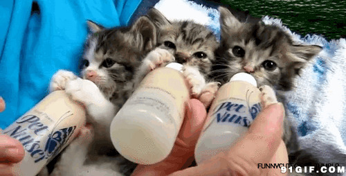 主人喂3只小猫喝水图片