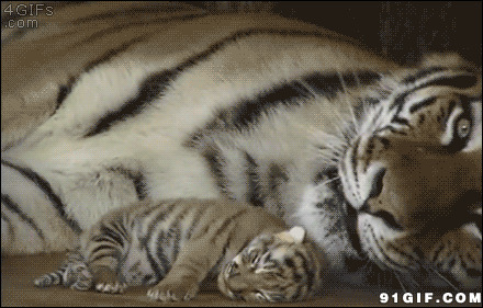 母老虎舔小老虎图片:老虎