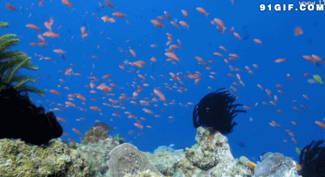 深海底游泳的鱼群图片