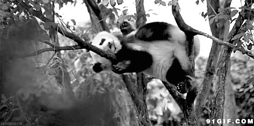 树枝上悠闲小熊猫图片