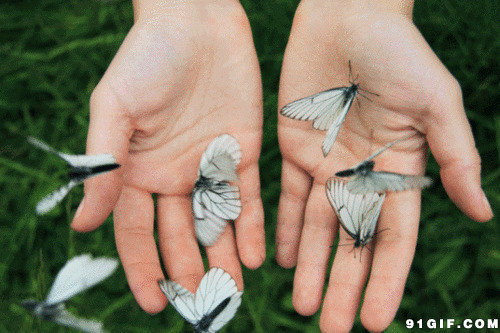 手掌放飞的蝴蝶图片:蝴蝶