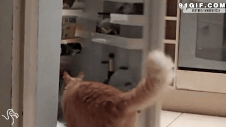 宠物猫猫开冰箱图片