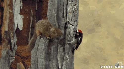 小鸟叨松鼠图片:小鸟,松鼠