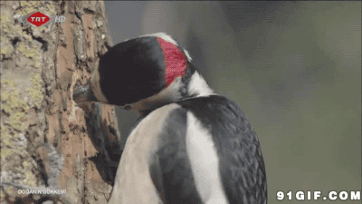 啄木鸟啄木头动态图片:啄木鸟
