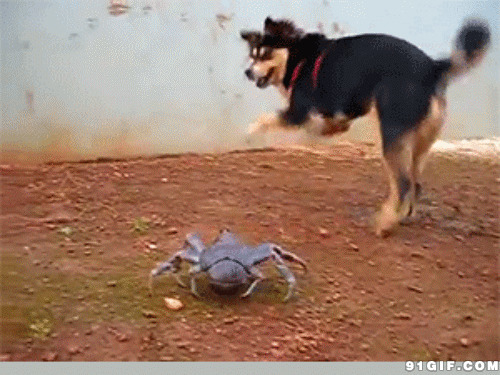 螃蟹吓狗狗图片