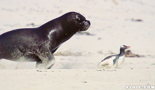 海豹追企鹅图片