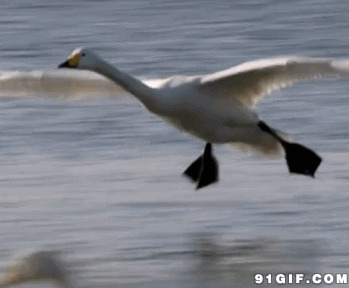 水面飞翔的天鹅图片:水面飞翔,天鹅
