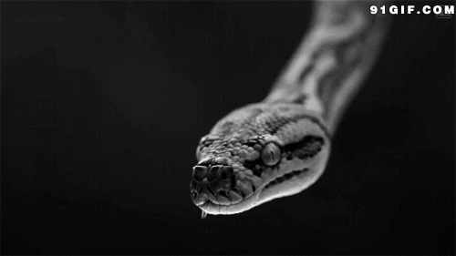 毒蛇吐舌头动态图片:毒蛇