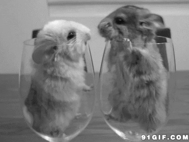 酒杯里的小老鼠亲吻图片