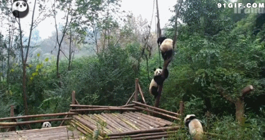 熊猫爬树恶搞图片:熊猫,
