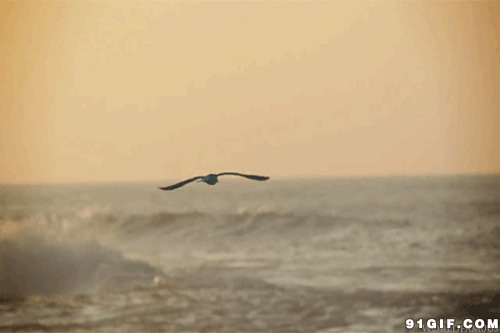 海上飞海鸟动态图片