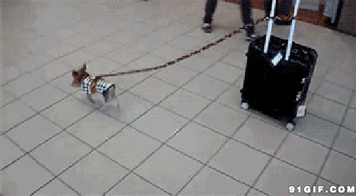小狗拉行李动态图片:狗