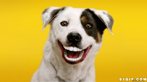 咧着嘴巴笑的狗狗图片:狗