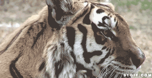 老虎舔舌头高清图片:老虎