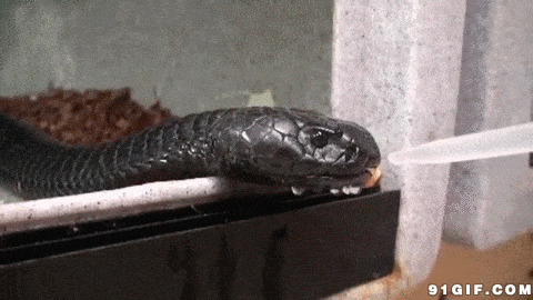 毒蛇喝水动态图片:毒蛇
