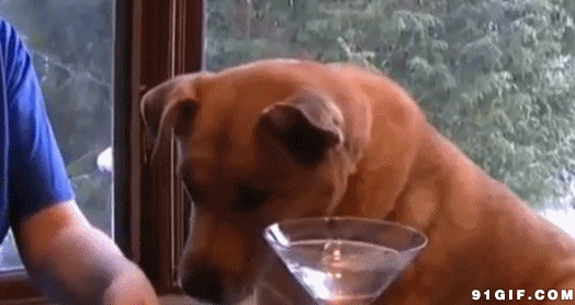 喂狗狗喝酒动态图片:狗狗
