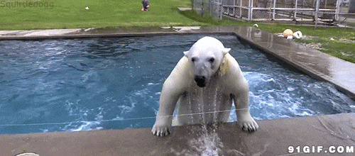 狗熊洗澡动态图片