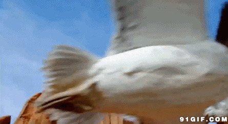 大雁飞过峡谷图片:大雁,动物