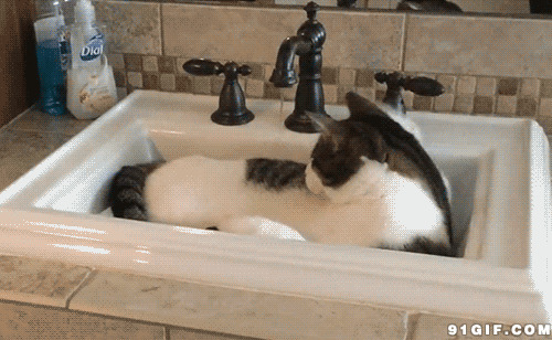 洗菜盆睡觉的猫咪图片:猫