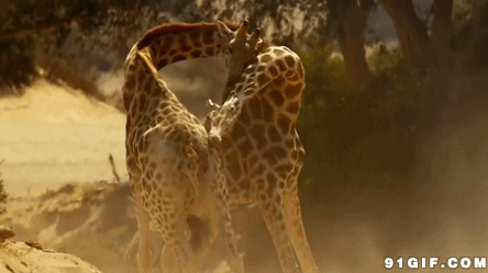 互相依偎长颈鹿图片:长颈鹿