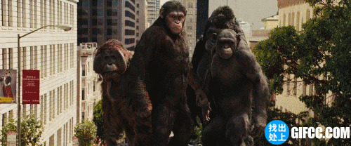 大猩猩入侵城市图片:猩猩