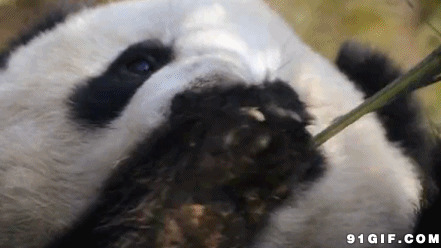 大熊猫吃竹子动态图片:熊猫
