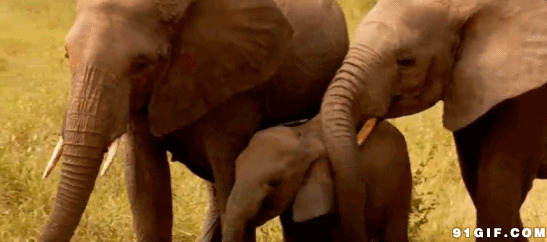 大象一家三口动态图片:大象