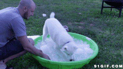 小狗狗玩冰块图片:狗