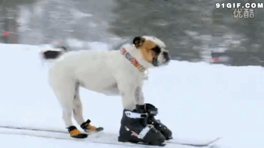狗狗滑雪橇动态图片:狗狗