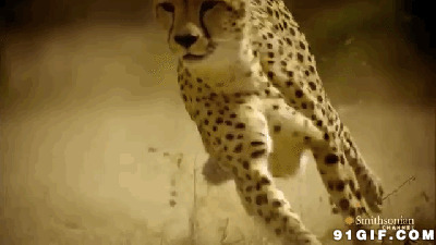豹子奔跑搞笑动态图片