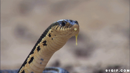 蛇吐水动态图片:蛇