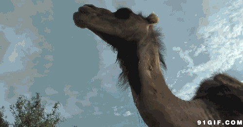 骆驼喝水动态图片