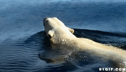 河里游泳的海豹图片