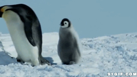 南极行走的小企鹅图片