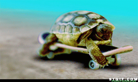 乌龟滑滑板搞笑图片:乌龟